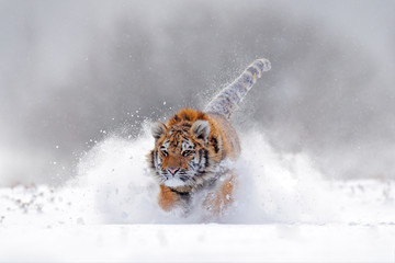 Tiger, cold winter in taiga, Russia. Snow flakes with wild Amur cat.  Tiger snow run in wild winter...