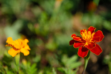 Floral concept of closeup yellow and orange Tagetes on a green leaves in garden. View to two blooming velvet flowers in Summertime with copyspace. Selective focus and minimal composition in spring day