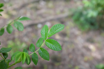 Rosa rugosa (Rubra), outdoor plants 2020