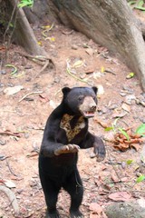 Bornean Sun Bear (Helarctos malayanus euryspilus) in Borneo, Malaysia - マレーグマ