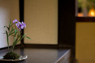 日本の花