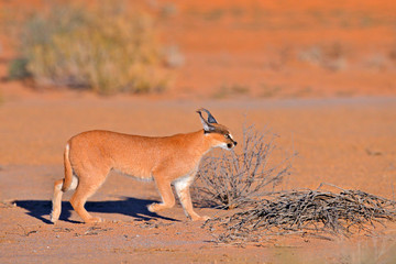 Kgalagadi Caracal, African lynx, in red sand desert. Beautiful wild cat in nature habitat, Kgalagadi, Botswana, South Africa. Animal face to face walking on gravel, Felis caracal. Wildlife nature.
