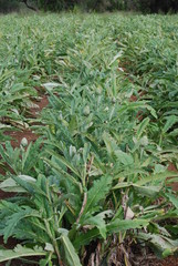Globe Artichoke Plants in Field