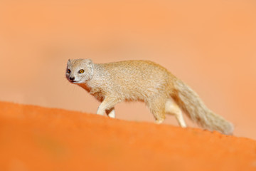 Mongoose in red sand, Kgalagadi, Botswana, Africa. Yellow Mongoose, Cynictis penicillata, sitting in sand with green vegetation. Wildlife from Africa. Cute mammal with long tail.