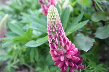 Lupine