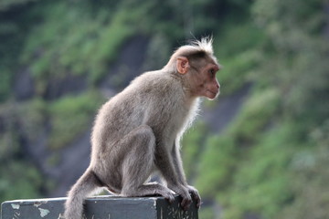 monkey