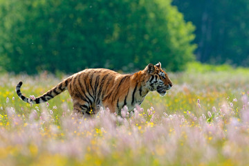 Summer day in taiga. Tiger with pink and yellow flowers. Amur tiger running in the grass. Flowered...