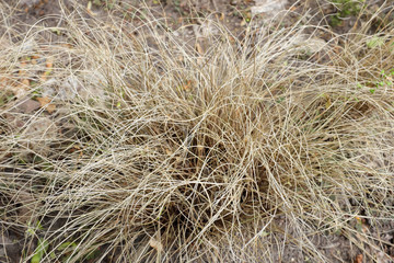 Carex buchananii L. (Cyperaceae), outdoor plants 2020