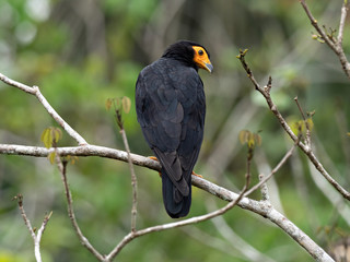 Wildlife photo of a Black Caracara (Daptrius ater) perched on a tree on the shore of an oxbow lake in the middle of the tropical rainforest, Peru