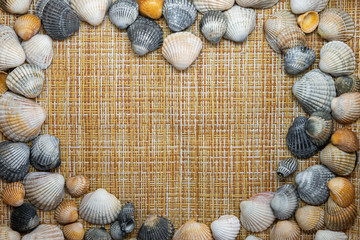 sea shells on a yellow sand background