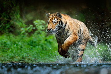 Fototapeta na wymiar Amur tiger playing in the water, Siberia. Dangerous animal, tajga, Russia. Animal in green forest stream. Siberian tiger splashing water.