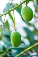 Closeup of Mangoes hanging on mango tree, mango farm. Mangifera indica.
