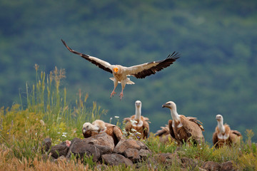 Egyptian vulture, Neophron percnopterus, big bird of prey sitting on the stone in nature habitat,...