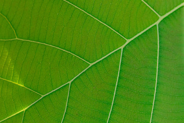 Fototapeta na wymiar Texture and detail of green leaf.