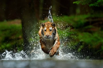  Amoertijger die in het water speelt, Siberië. Gevaarlijk dier, tajga, Rusland. Dier in groene bosstroom. Siberische tijger opspattend water. © ondrejprosicky