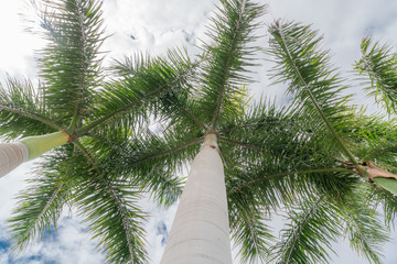 Palmen von unten