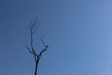 Dry twigs on tree in blue sky background, dry twigs on branch tree.