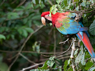 Closeup of a wild Red-and-green Macaw (Ara chloropterus) in the tropical rainforest, Peru