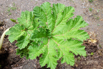 Gunnera manicata (Linden ex Dolchev), outdoor plants 2020