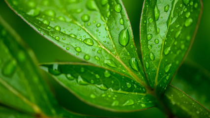 dew drops on beautiful green leaves in sunshine at garden 