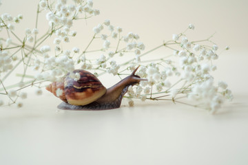 Dark brown Achatin with a spiral shell crawls among beautiful white flowers on a bright clear day. Extreme closeup macro healing mucus and anti-aging slime of Giant Snail. Concept of purity, copyspace