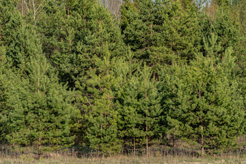 Fototapeta na wymiar young pine trees at the edge of the forest on a spring day