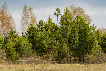 young pine trees at the edge of the forest on a spring day
