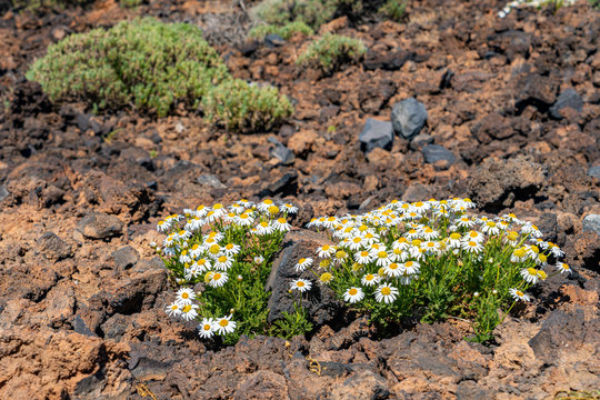 224개의 최고 Mikroklima 이미지, 스톡 사진 및 벡터 | Adobe Stock