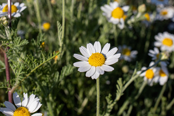 Chamomile flowers pharmacy, ragged. Medicinal herbs, chamomile field.