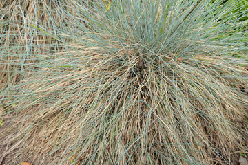 Festuca ovina L. (Poaceae), outdoor plants 2020