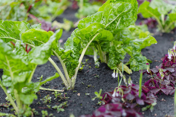Plants in  organic vegetable garden