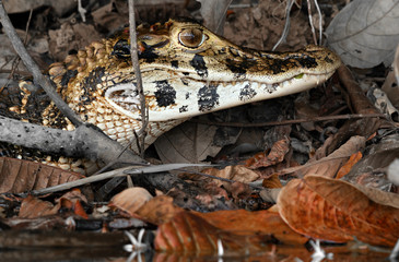 Portrait of a Black Caiman (Melanosuchus niger) the shore of an oxbow lake in the depth of the tropical rainforest, Peru