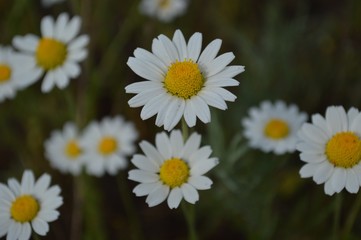 white daisies in a field 