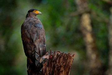 Crested serpent eagle, Spilornis cheela in environment, looking for prey. Wildlife photography from Wilpattu national park, Sri Lanka. Art view of nature.