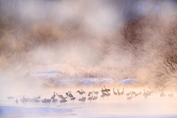 Wildlife scene, snowy nature. Bridge Cranes. Otowa winter Japan with snow. Birds in river with fog. Hokkaido, cold Japan. Red-crowned cranes in the water.