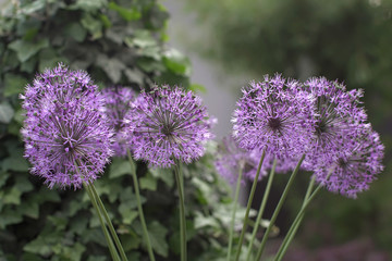 Flowers looks like covid-19 bacteria, purple dandelion