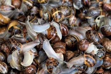 grupo caracoles vivos