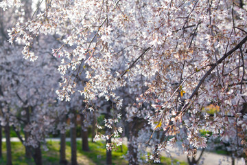 Blooming bird cherry (lat. Prunus padus)