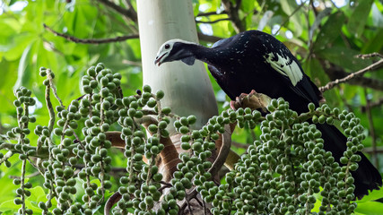Wildlife photo of a Blue-throated Piping-Guan (Pipile cumanensis) searching for food in the tropical rainforest, Peru
