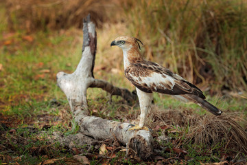 Changeable hawk-eagle, Nisaetus cirrhatus, close up, eagle on the ground, perched on rotten trunk against high grass in background. Wilpattu national park, Sri Lanka. Wildlife photography.