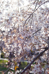 Blooming bird cherry (lat. Prunus padus)