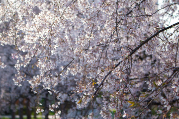 Blooming bird cherry (lat. Prunus padus)
