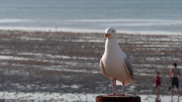 Seagull at Herne Bay