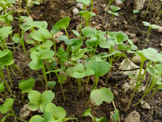 newly grown small plants