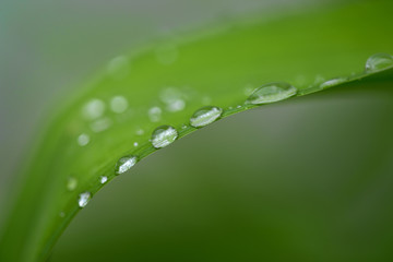 dew drops on beautiful green leaves in sunshine at garden 