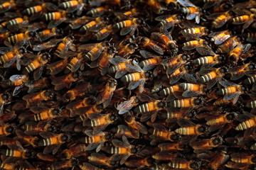 Sri Lanka bee colony group. Beautiful insect in the wild nature. Ceylon bee honey from nature.