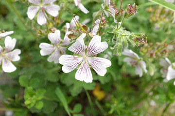 Geranium renardii (Geraniaceae), outdoor plants 2020