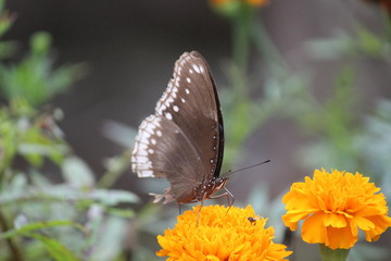 butter fly