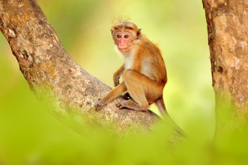 Toque macaque, Macaca sinica, monkey with evening sun. Macaque in nature habitat, Wilpattu NP, Sri Lanka. Wildlife scene from Asia. Beautiful forest in background.