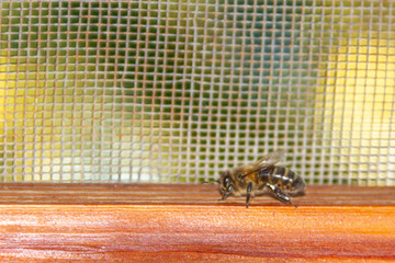 Bee on the window looking for the exit to the field